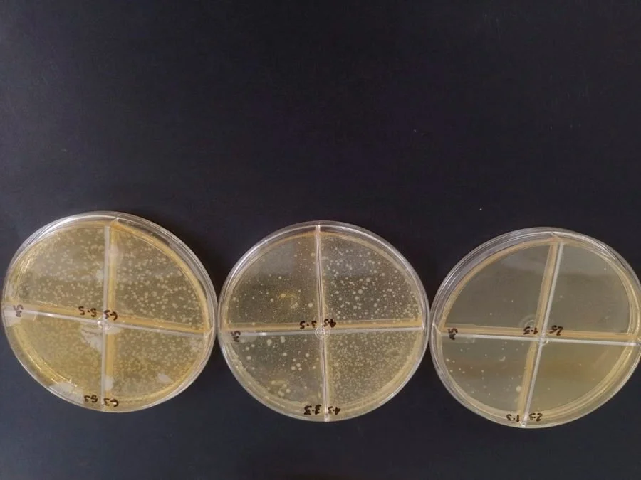 Proceso de fermentación en el laboratorio del ICTA para potenciar las bacterias benéficas en el desarrollo del Bioyogur