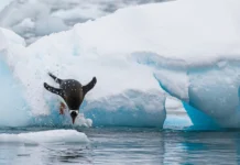 El lugar más frío (y el más caliente) del planeta Estación Vostok en la Antártida registra la temperatura más fría del planeta con -89.2 grados Celsius